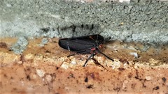 Eurymeloides lineata