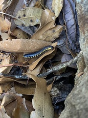 Harpaphe haydeniana scotia
