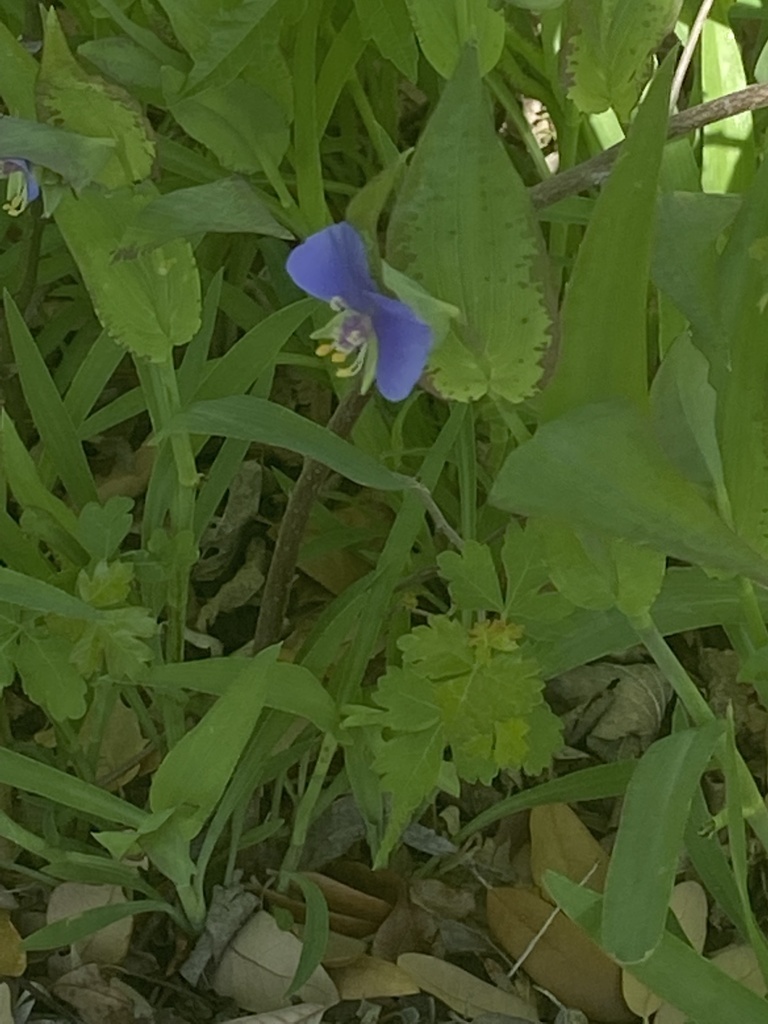 False dayflower from Belton Lake, Belton, TX, US on April 02, 2022 at