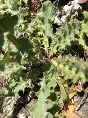 Cirsium fontinale
