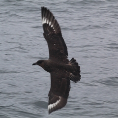 Stercorarius chilensis