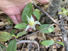 Erythronium multiscapideum