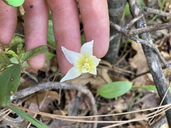 Erythronium multiscapideum