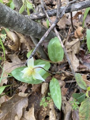 Erythronium multiscapideum