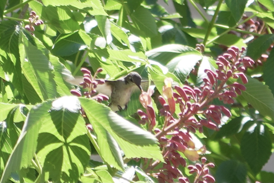 Ruby-throated Hummingbird from Circle C Ranch, Austin, TX, USA on April ...