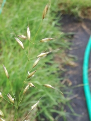 Arrhenatherum elatius