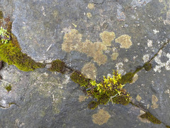 Protoblastenia rupestris