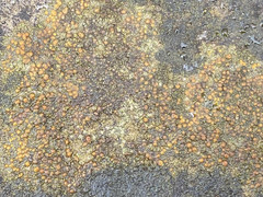 Protoblastenia rupestris