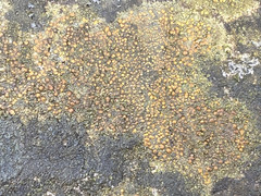 Protoblastenia rupestris