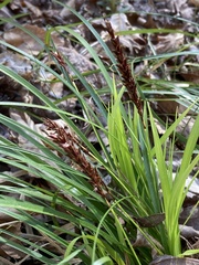 Carex picta