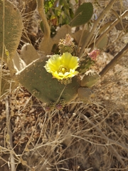 Opuntia caboensis
