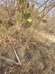 Opuntia caboensis