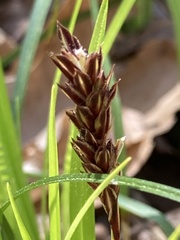 Carex picta