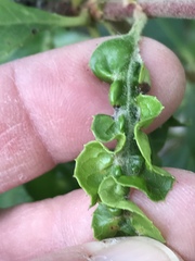 Aceria mackiei