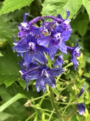 Delphinium trolliifolium