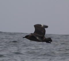 Stercorarius chilensis