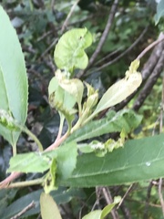 Aceria mackiei