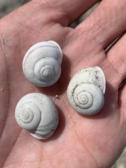 Cahuillus indioensis