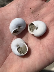 Cahuillus indioensis