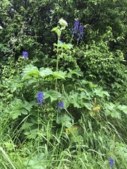 Delphinium trolliifolium