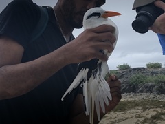 Phaethon lepturus catesbyi