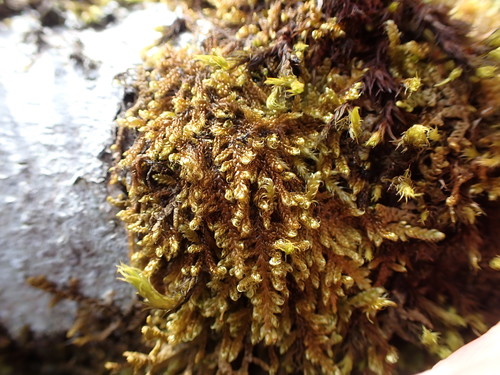 Image of Hypnum dieckii by no rights reserved