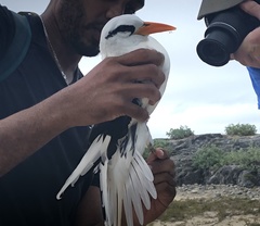Phaethon lepturus catesbyi