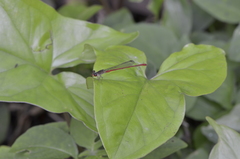 Neoneura rubriventris