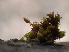 Orthotrichum pulchellum