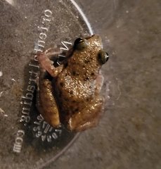 Eleutherodactylus campi