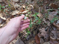 Monarda stipitatoglandulosa