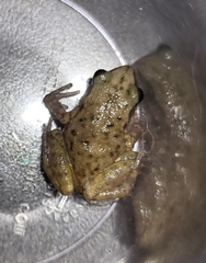 Eleutherodactylus campi