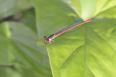 Neoneura rubriventris
