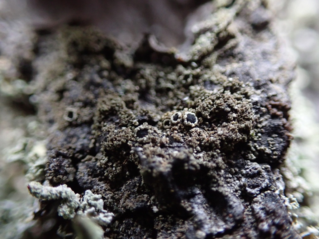 Rinodina disjuncta