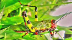 Zoniopoda tarsata