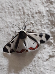 Dysschema centenaria