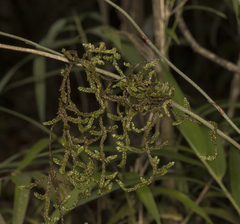Weymouthia cochlearifolia