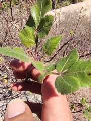 Bursera epinnata