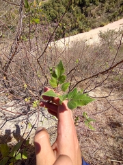 Bursera epinnata