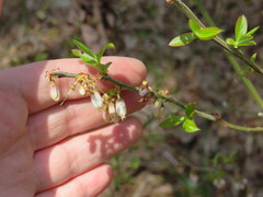 Vaccinium virgatum