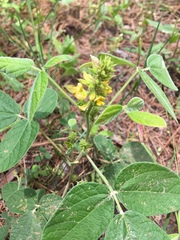 Rhynchosia tomentosa