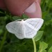 Four-lined Cream Moth - Photo (c) Brad Walker, some rights reserved (CC BY-NC), uploaded by Brad Walker
