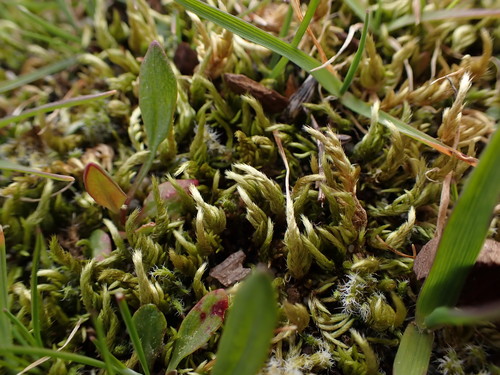 Image of Homalothecium arenarium by no rights reserved