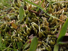 Homalothecium arenarium