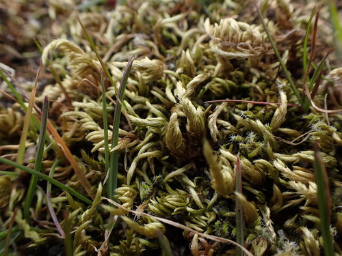 Image of Homalothecium arenarium by no rights reserved