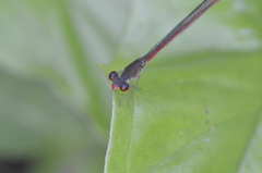 Neoneura rubriventris
