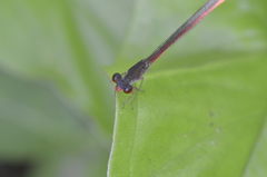 Neoneura rubriventris