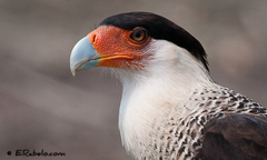 Caracara plancus