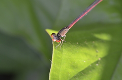 Neoneura rubriventris