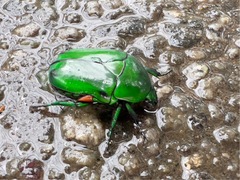 Heterorrhina elegans